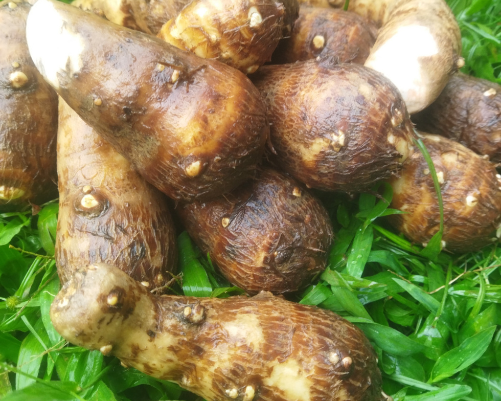 Talas Balitung, Panganan Tradisional yang Perlu Dilestarikan