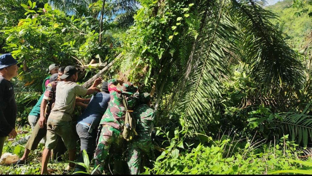 Penumbangan Sawit di Desa Kuning Abadi Diduga Hanya Menjadi Formalitas Penegakan Hukum