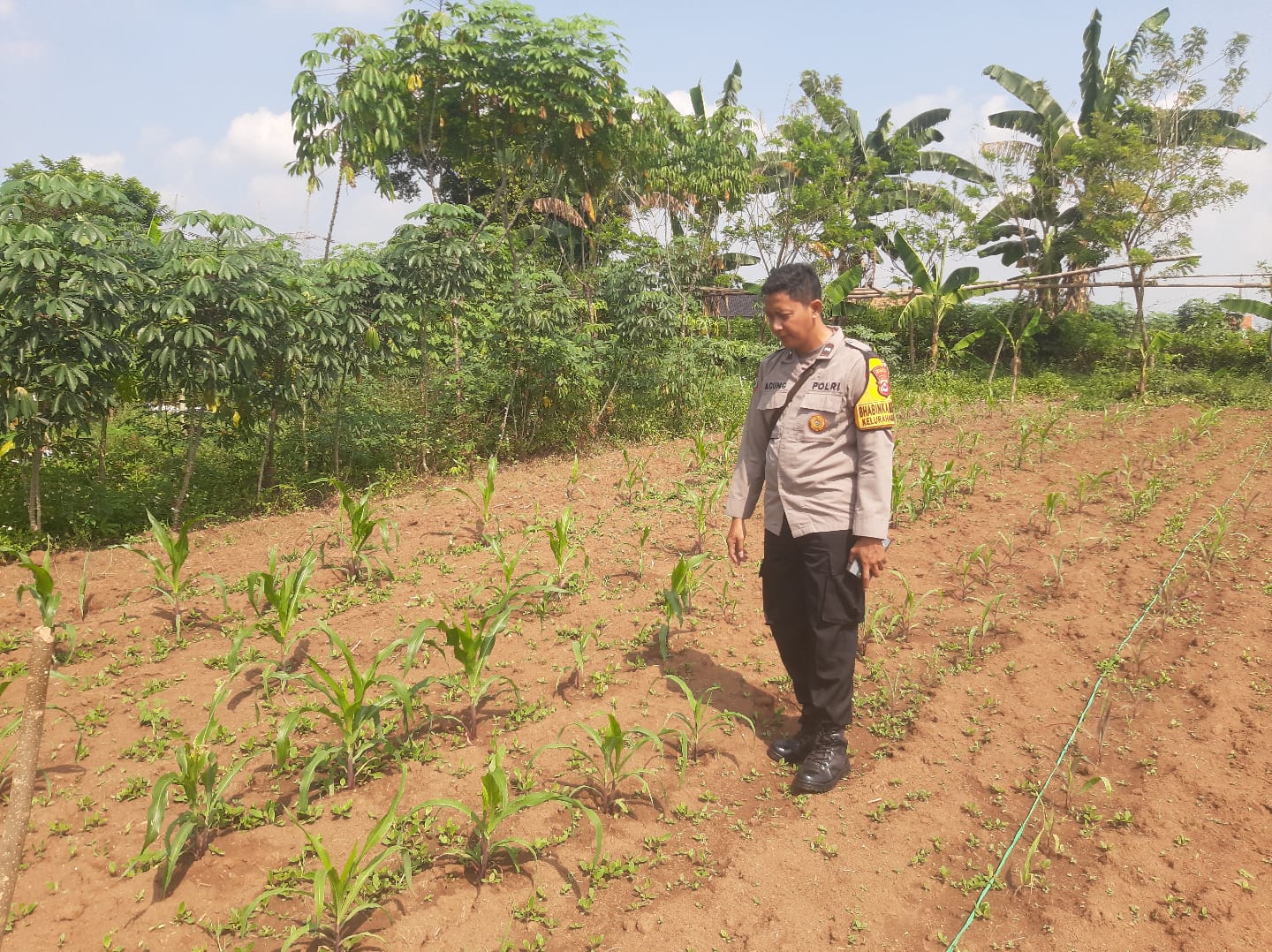 Bhabinkamtibmas Polsek Serang Polresta Serkot Monitoring Tanaman Jagung Milik Petani Binaan