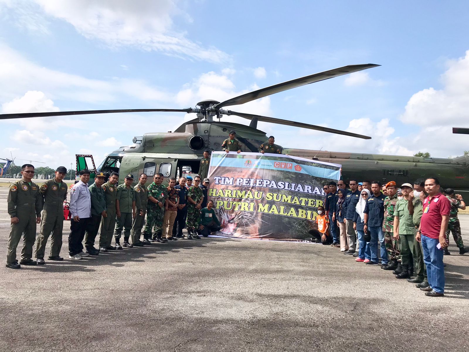 Puti Malabin, Seekor Harimau Sumatera Kembali ke Habitatnya