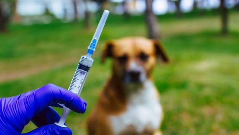 Kurangi Dampak Penularan, Pemko Medan Gencar Lakukan Vaksin Rabies