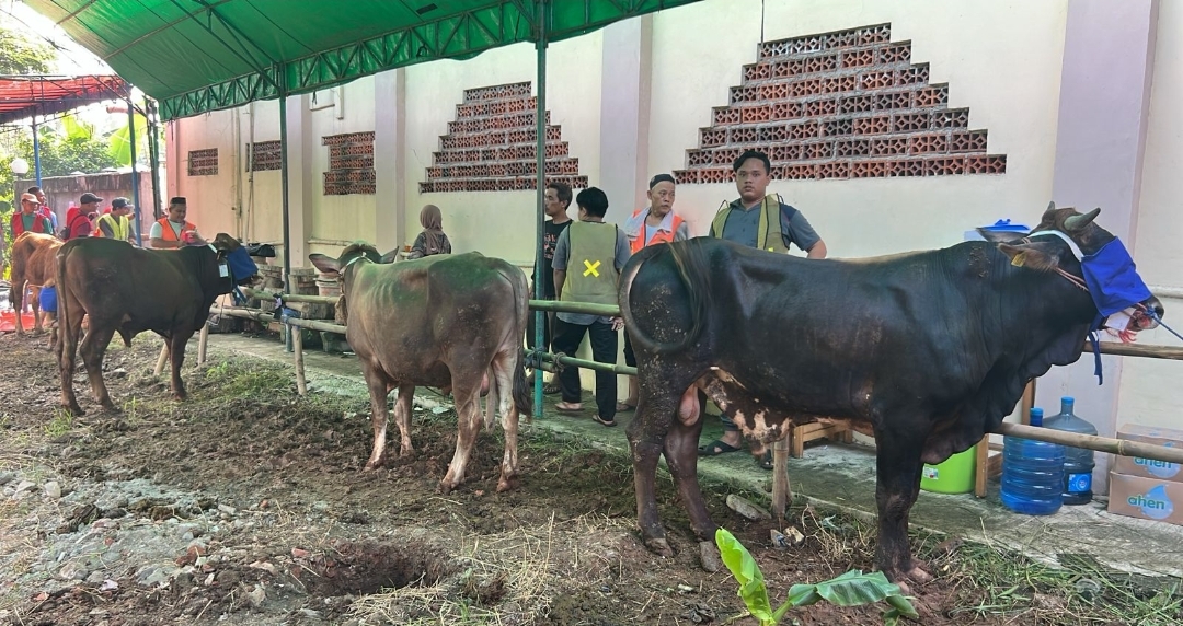 Perumahan Taman Buah Desa Sukamantri RW 012 Mengadakan Hewan Qurban 11 Sapi Dan 44 Kambing