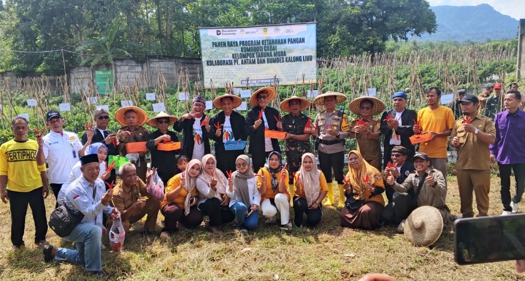 Panen Raya Cabai Merah, Kelompok Tani Garita Dapat DukunganPT. Antam UBPE Pongkor   