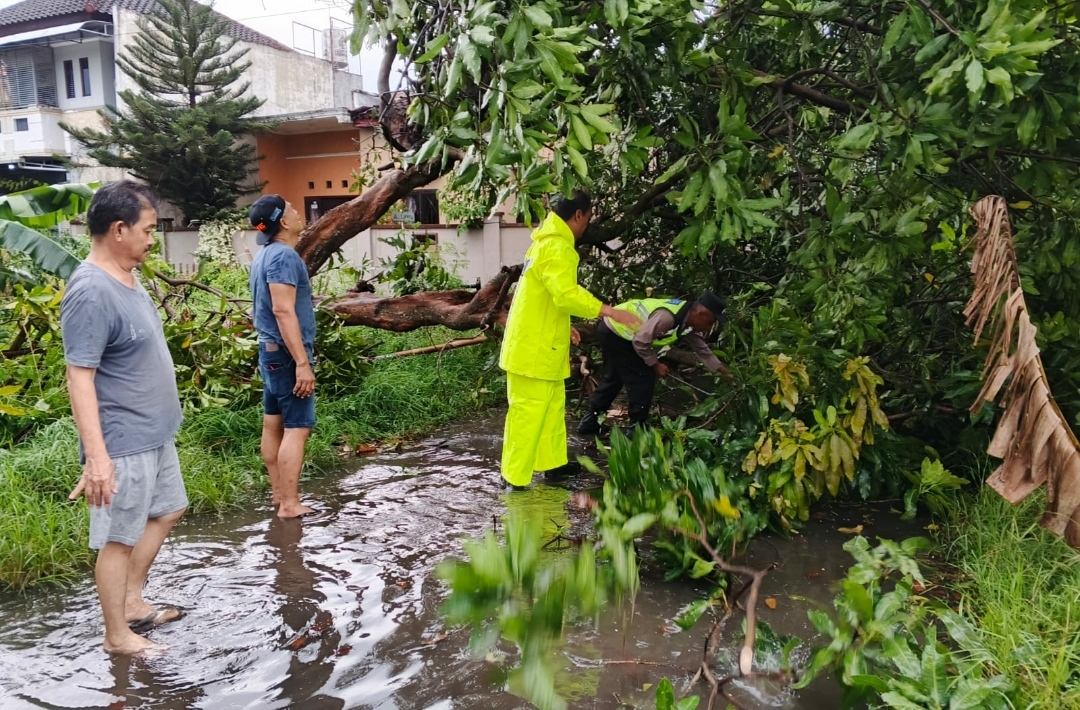 Akibat Hujan Deras Disertai Angin Kencang Mengakibatkan Banyak Pohon Roboh Polsek Colomadu Sigap Evakuasi 