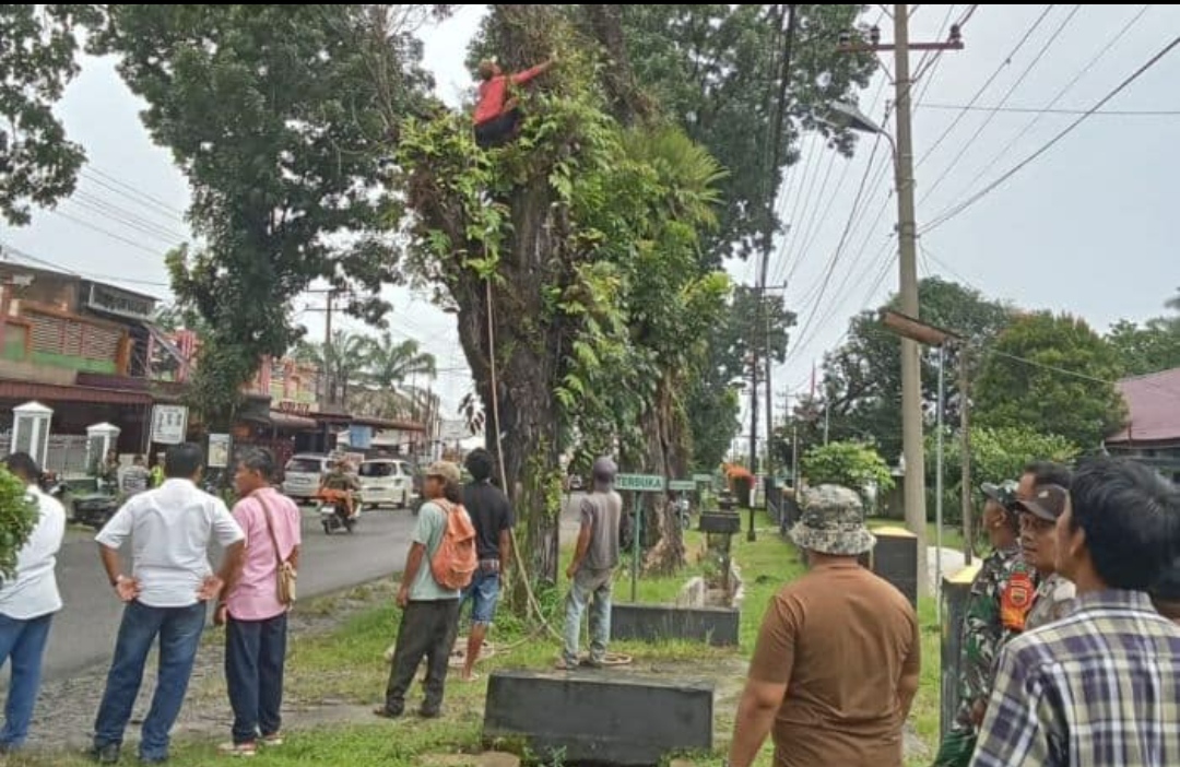 Pemkab Simalungun Tebang Pohon Rawan Tumbang di Jalan Asahan untuk Antisipasi Musim Hujan