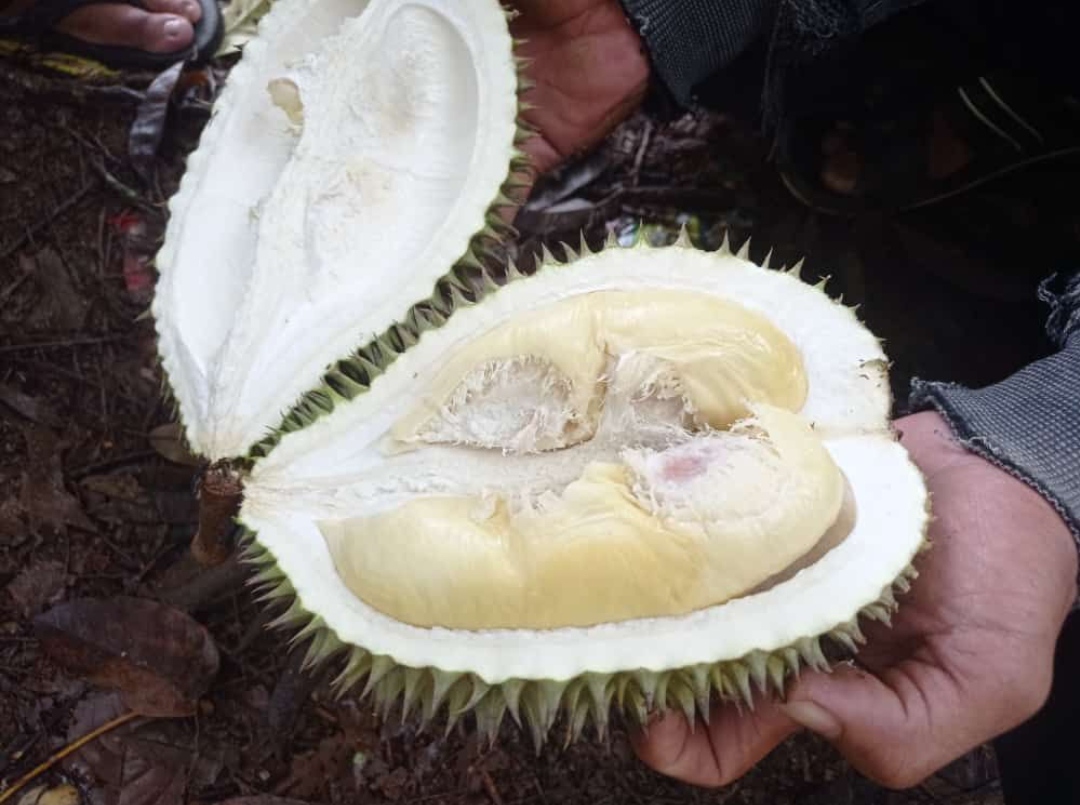 Wajib Tahu Durian Langka dari Kalimas, Rasanya Yang Manis dan Aroma Yang Menggoda