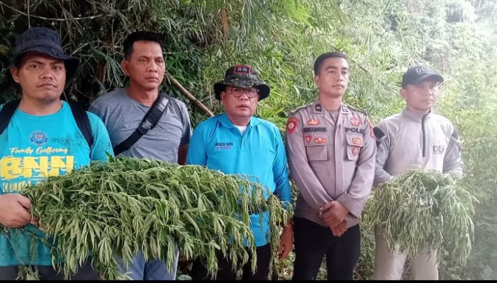 BNPP Sumut dan BNKK Madina Ungkap Ladang Ganja di Pegunungan Tor Sihite