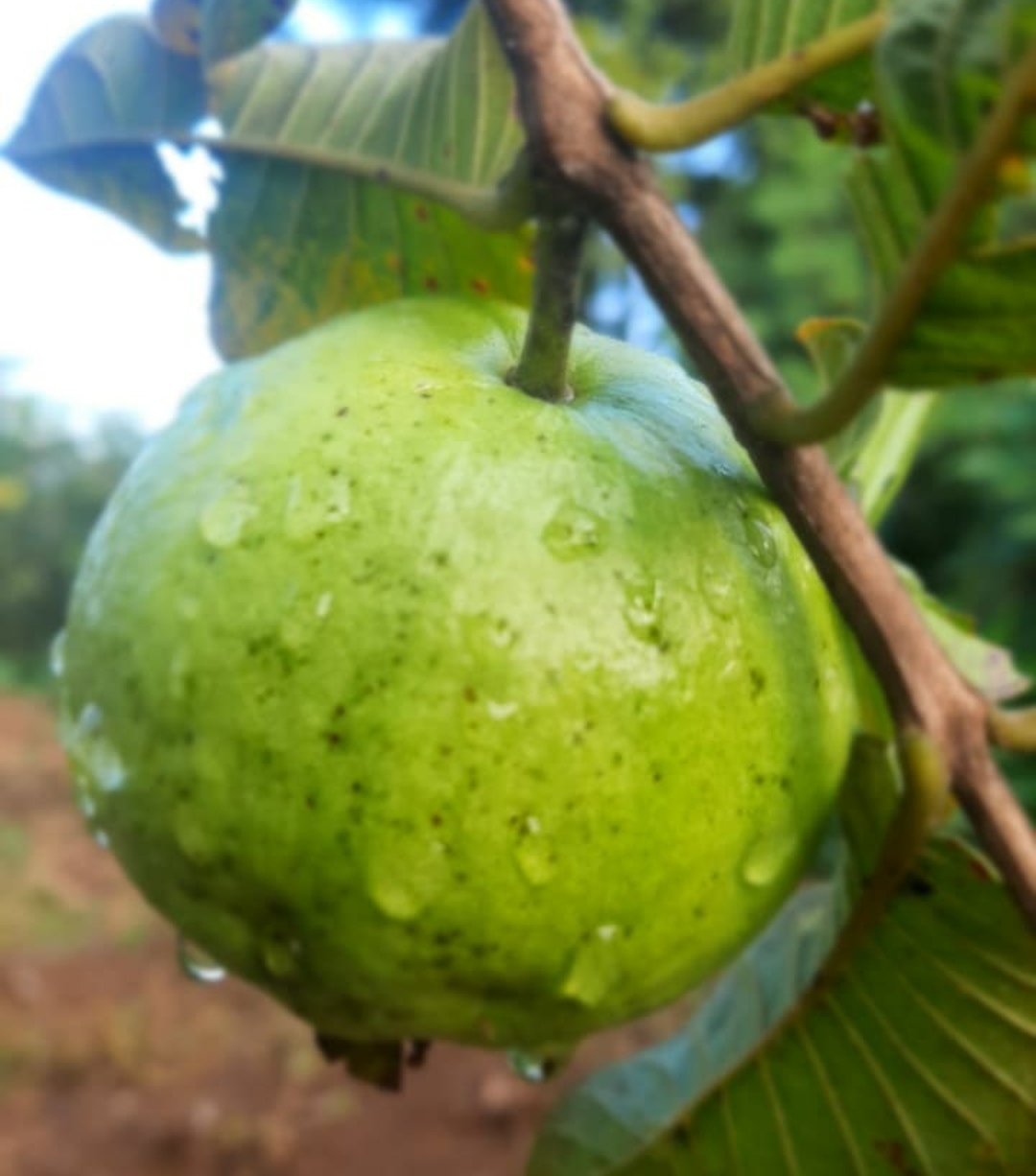 Cara Menanam Jambu Kristal di Kebun Agar Cepat Berbuah