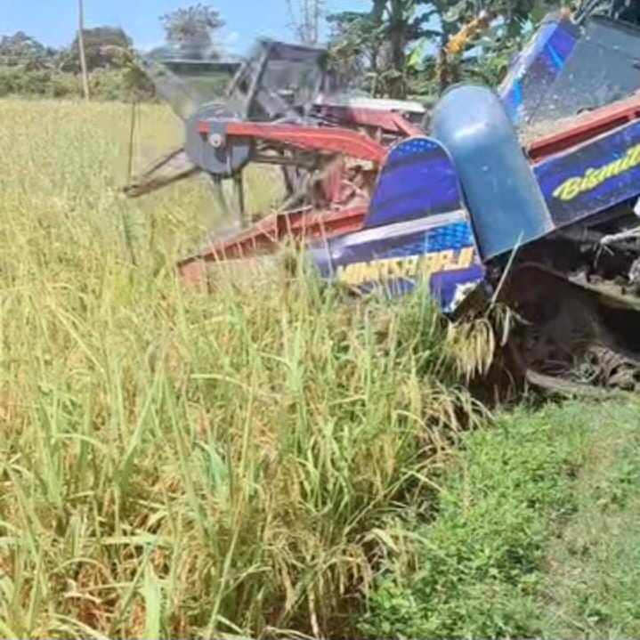 Harga Gabah Anjlok, Petani Terpuruk di Gowa dan Takalar
