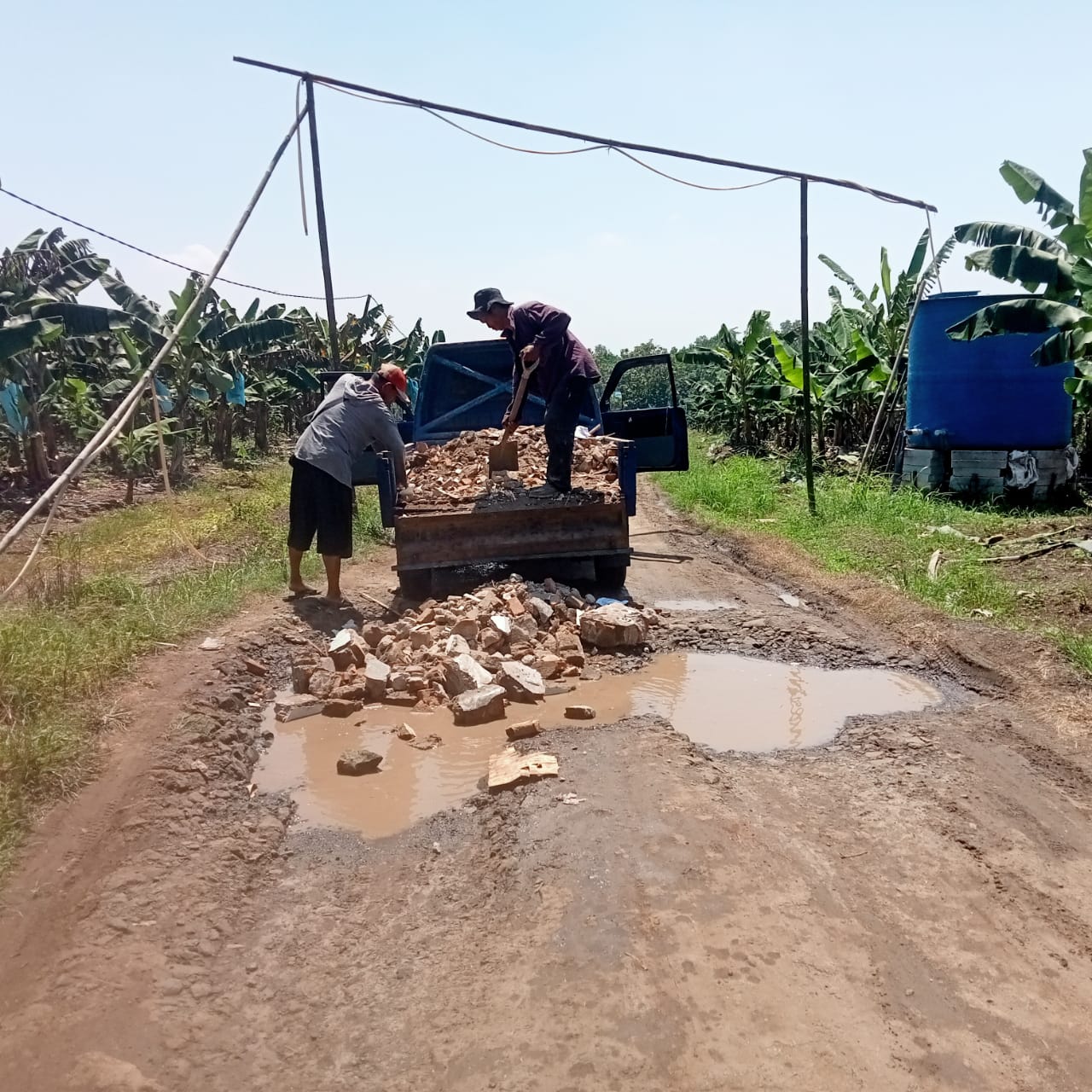 Bentuk Kepedulian: Perkebunan Pisang Cavendise Bantu Uruk Jalan Desa Yang Rusak Dan Berlubang