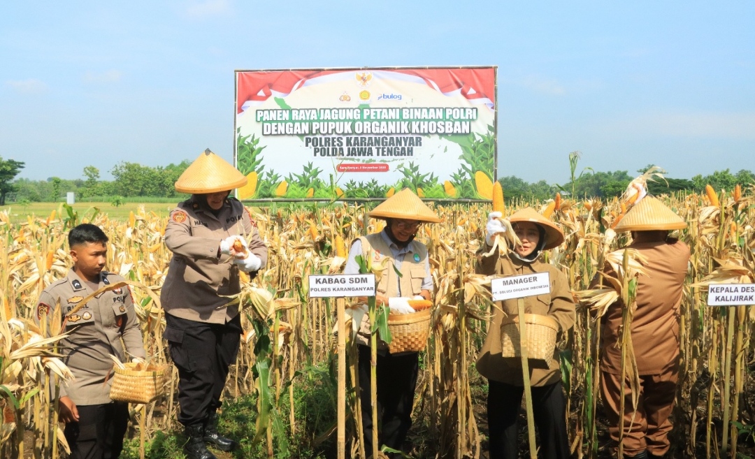 Panen Raya Jagung Petani Binaan Polri di Karanganyar, Wujud Nyata Dukungan Ketahanan Pangan