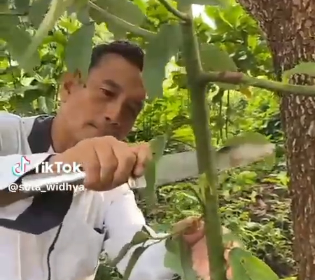 Semangat Melawan Ketidakadilan Lewat Lagu Genjer-genjer