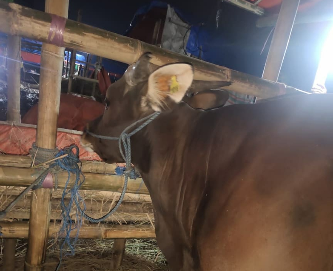 Sapi Kurban Murah dan Berkualitas di Hafidz Farm – UD Berkah Mandiri   