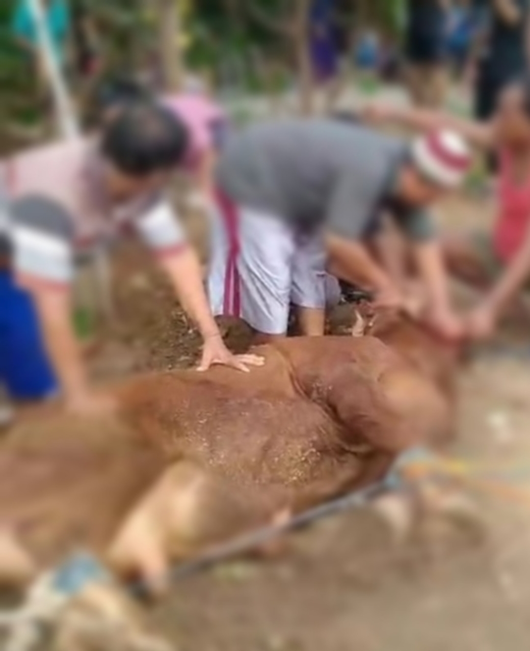 Tata Cara Dan Adab Penyembelihan Yang Harus Diketahui Oleh Panitia Pemotongan Hewan Qurban 