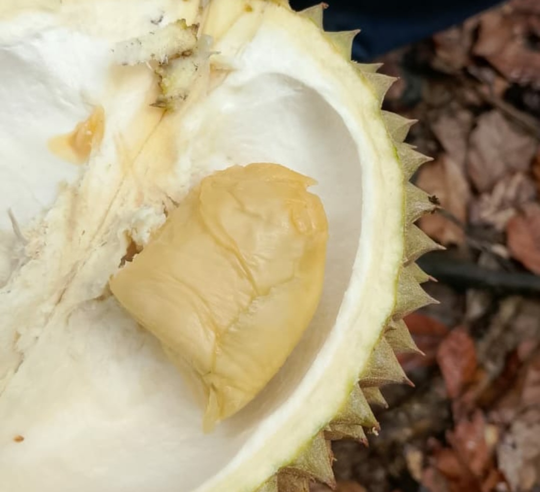 Durian Medan, Kelezatan yang Menggoda Selera