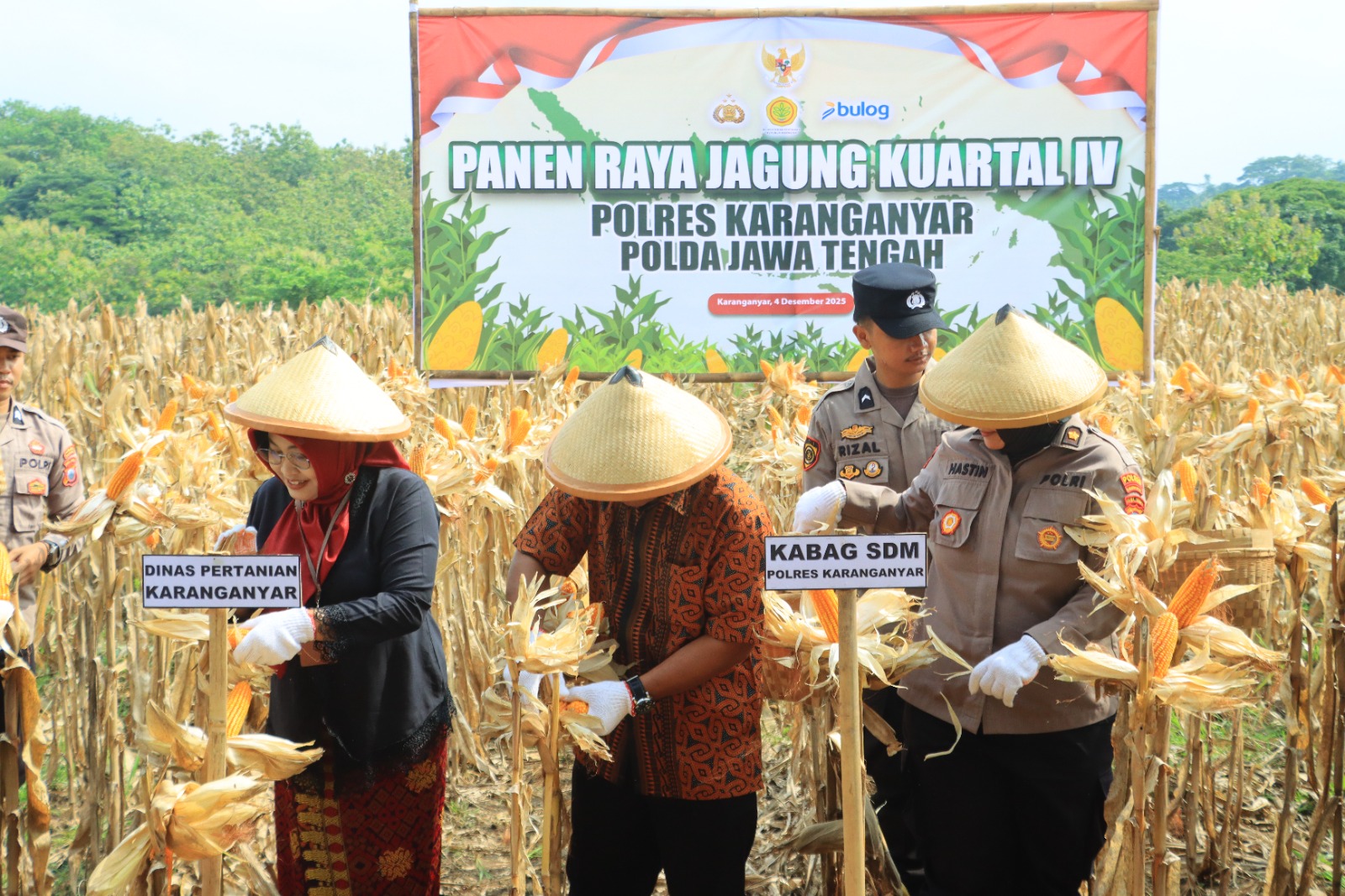 Polres Karanganyar Panen Jagung Kuartal IV, Dorong Ketahanan Pangan dan Ekonomi Masyarakat Desa