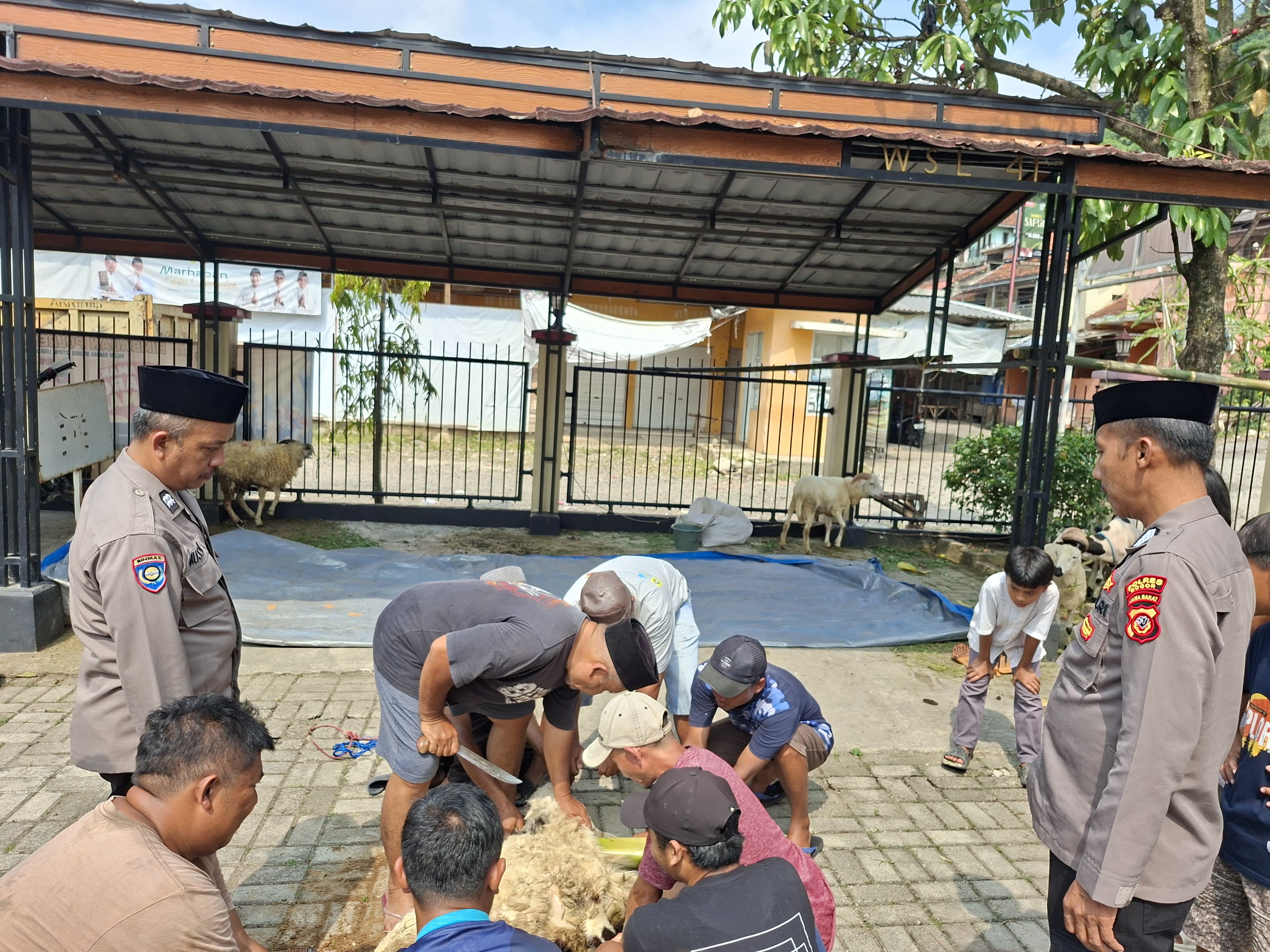 Polsek Nanggung Sembelih 5 Ekor Kambing dan Bagikan 100 Paket Daging Kurban di Momen Idul Adha 1446 H