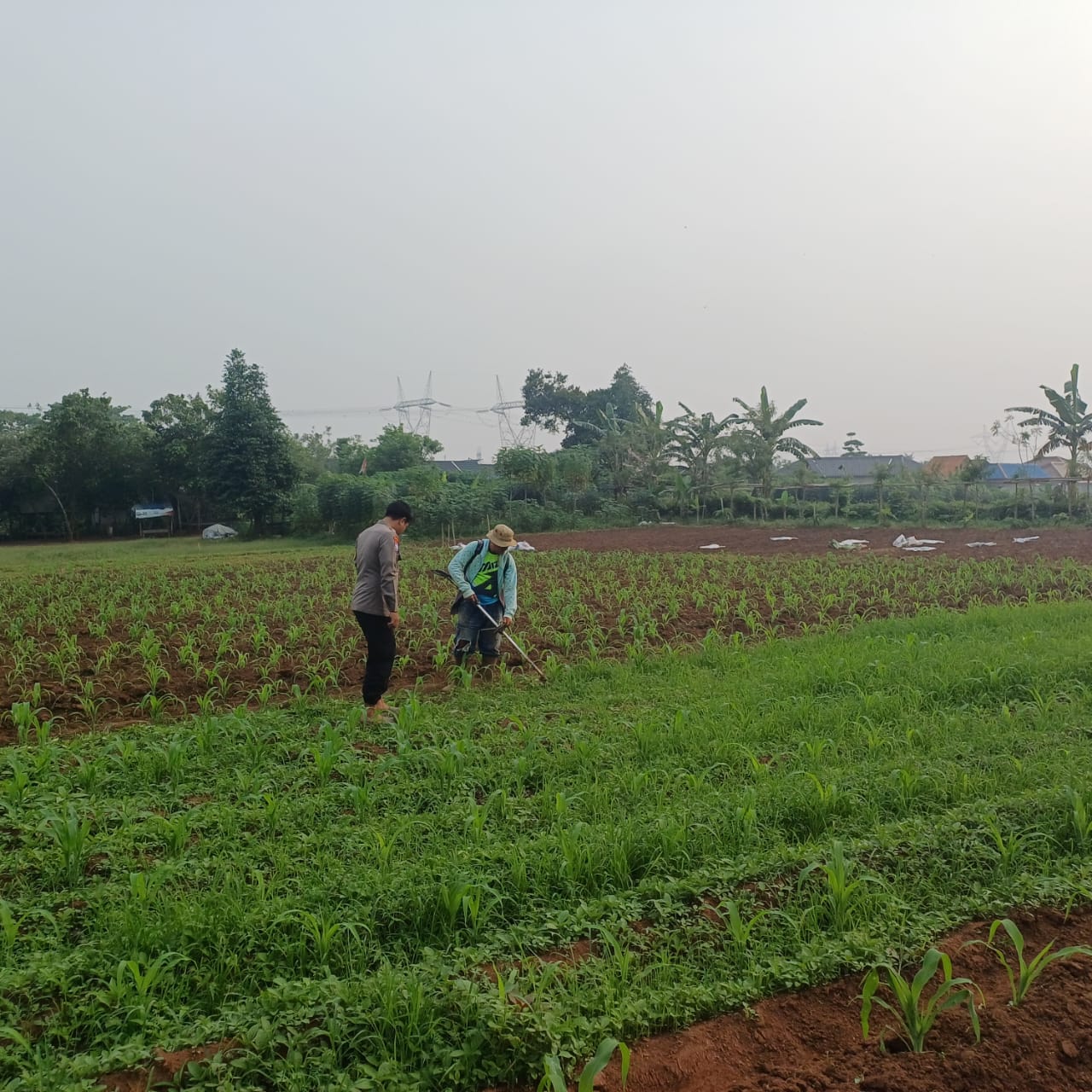 Bhabinkamtibmas Polsek Serang Polresta Serkot Rutin Pendampingan Bantu Petani Bersihkan Rumput di Lahan Jagung