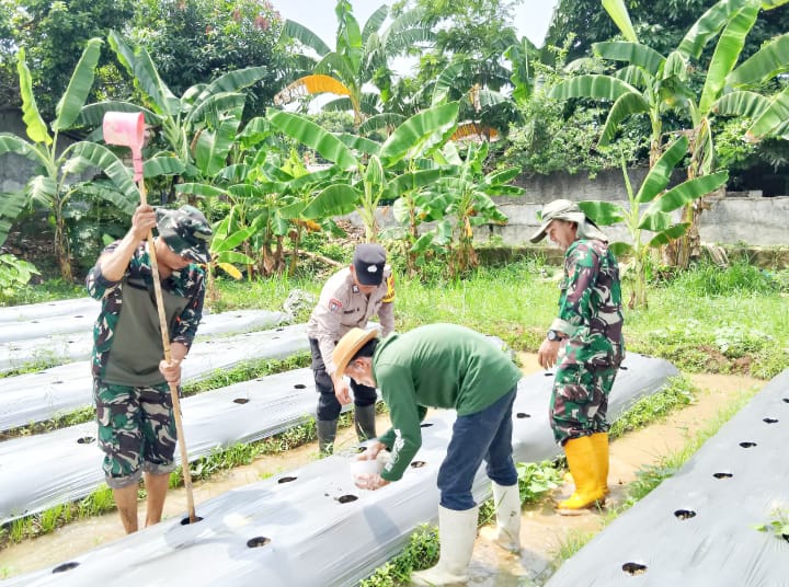 TMMD ke 125 Kodim 0623/Cilegon Melaksanakan Penanaman Cabe Hingga Ternak Lele