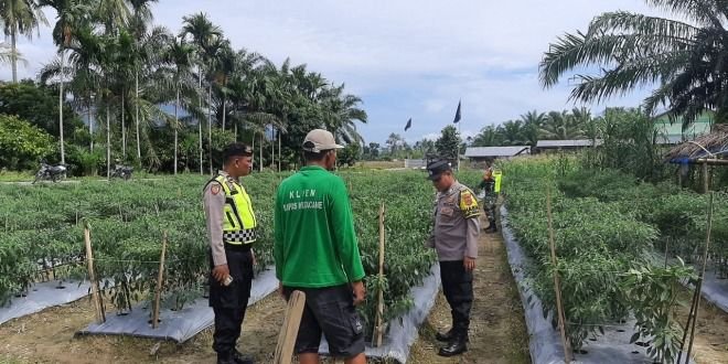 Personel Polsek Lawe Alas Lakukan Pengecekan Ketahanan Pangan di Kebun Cabe Warga Desa Pasir Nunang