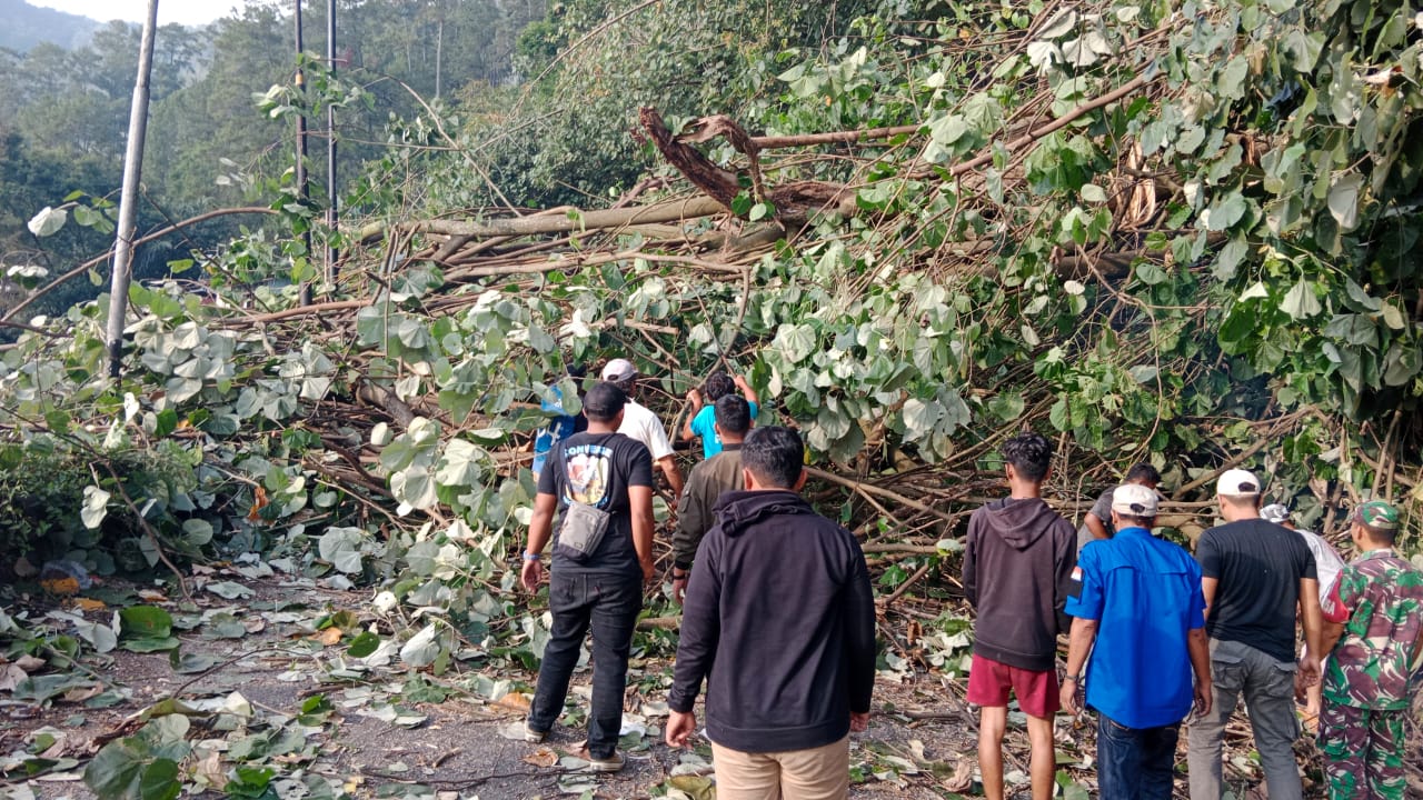 Aksi Heroik Polres Simalungun dan Warga Evakuasi Pohon Tumbang, Lalulintas Kota Wisata Parapat Kembali Lancar