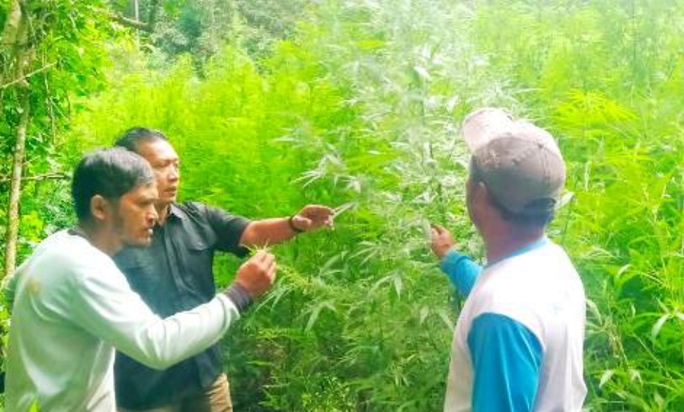 Deninteldam I/BB Temukan Ladang Ganja Siap Panen di Hutan Sibuatan Tanah Karo