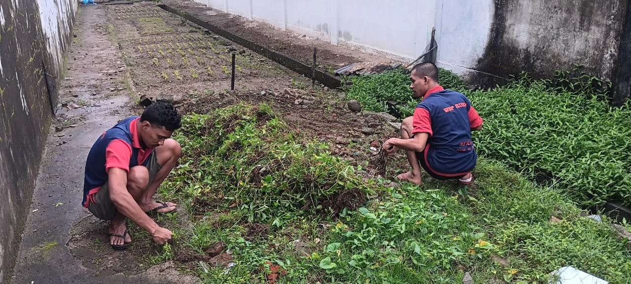 Rutan Ambon Lanjutkan Program Ketahanan Pangan dengan Penanaman Sayur Tahap Keempat