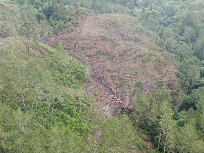 Pj Gubsu Minta Warga Perambah Hutan di Humbahas Diselidiki