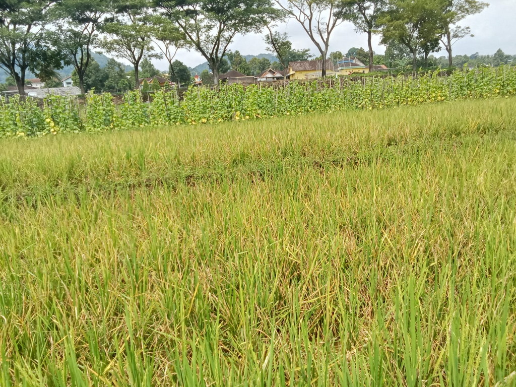 Sejumlah Hektar Sawah Gagal Panen Ludes Serangan Tikus di Desa Karangbangun kecamatan Matesih Karanganyar