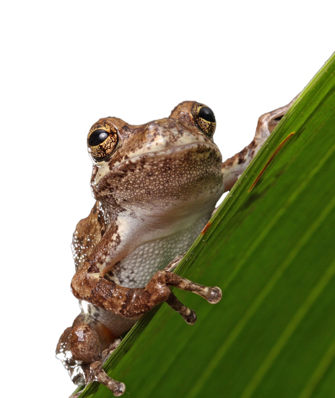 Legenda Katak Ingin Menjadi Lembu