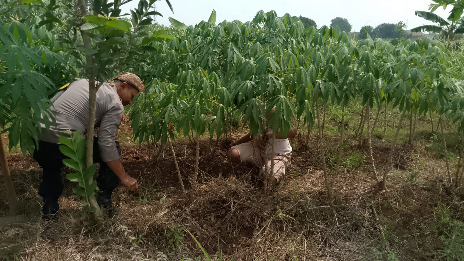 Polsek Pasar Kemis Tegaskan Komitmen Polri Dukung Program Ketahanan Pangan