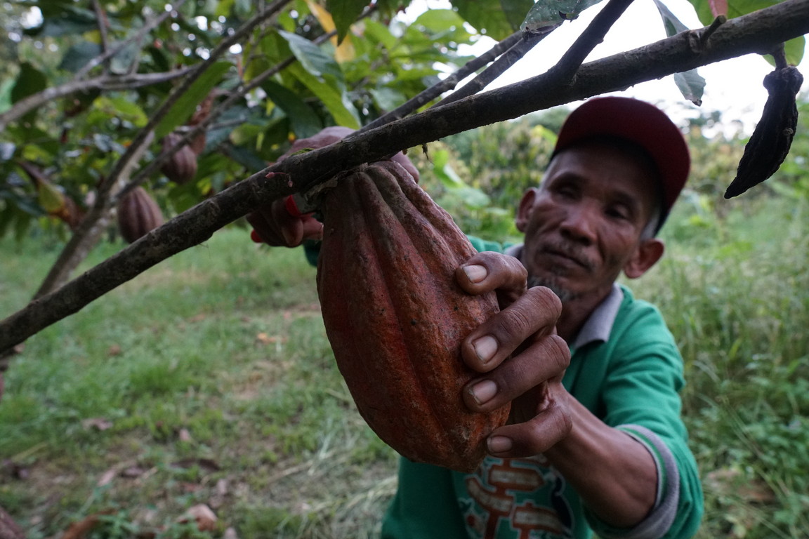 Rasakan Kelokalan Cokelat Artisan Kampung Merasa