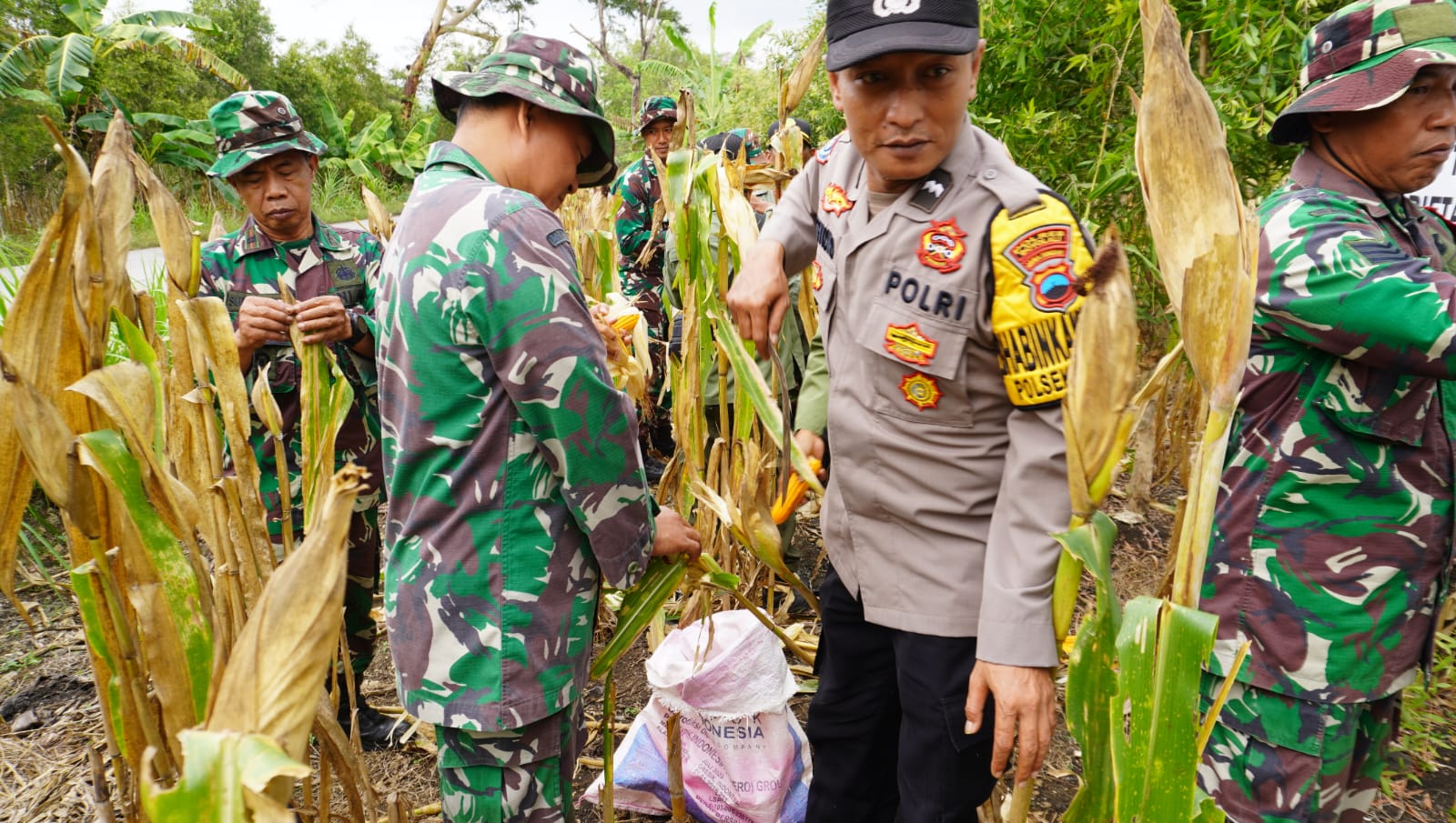 Kodim Boyolali Panen Raya Jagung di Lahan Perhutani