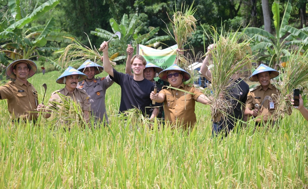 Dorong Ketahanan Pangan, Beras Organik Menjadi Identitas Kebanggaan Panen Padi dan Ikan di Karanganyar