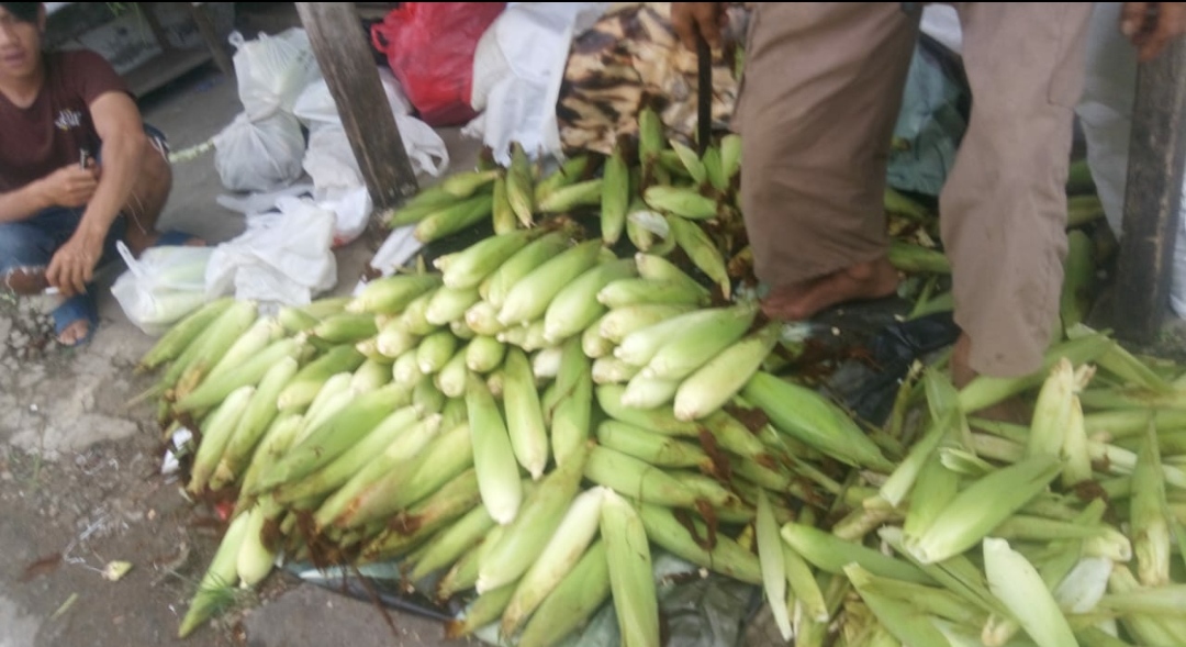Panen Jagung Warnai Akhir Tahun, Petani Ciherang Jutak Rayakan dengan Penuh Sukacita