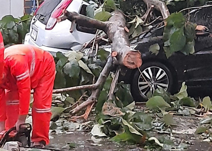 Hujan Deras Disertai Angin Kencang Mengakibatkan Pohon Tumbang dan Menimpa Kendaraan di Cibinong