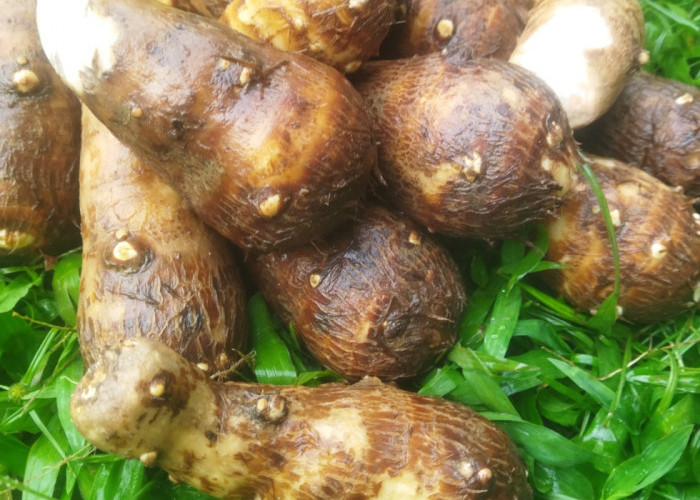 Talas Balitung, Panganan Tradisional yang Perlu Dilestarikan