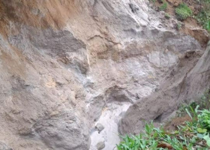 Akibat Hujan Deras Irigasi Longsor, Ketahanan Pangan 130 Hektare Sawah Terancam