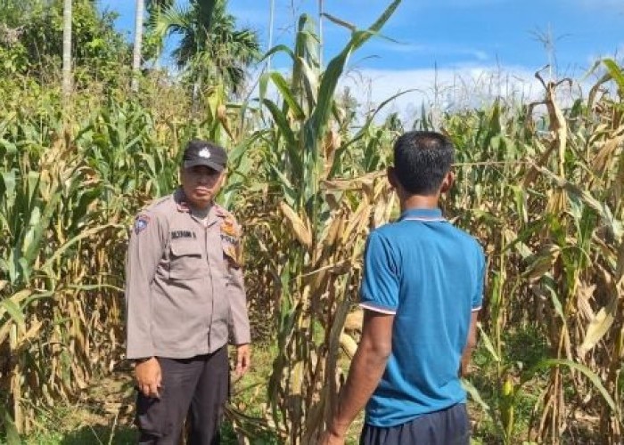 Polsek Bambel Lakukan Pengecekan Lahan Dukung Program Swasembada Pangan Presiden RI