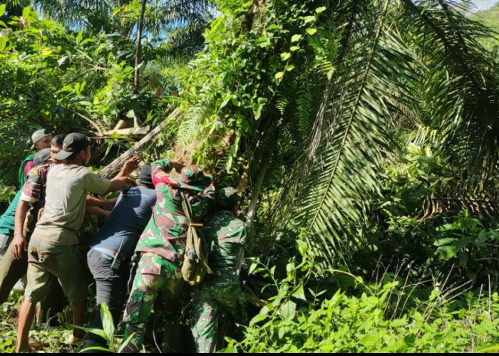 Penumbangan Sawit di Desa Kuning Abadi Diduga Hanya Menjadi Formalitas Penegakan Hukum