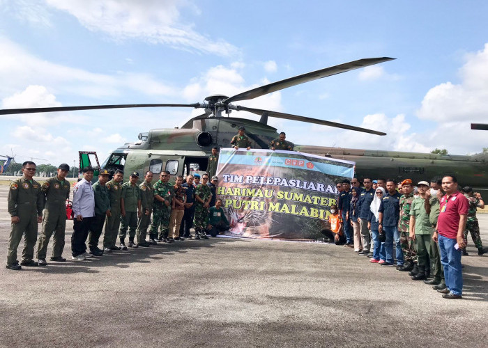 Puti Malabin, Seekor Harimau Sumatera Kembali ke Habitatnya