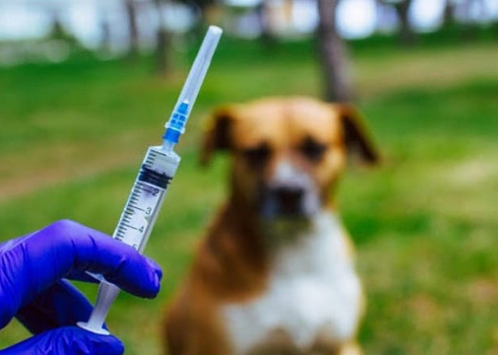Kurangi Dampak Penularan, Pemko Medan Gencar Lakukan Vaksin Rabies
