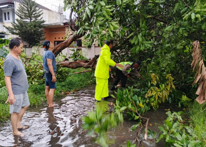 Akibat Hujan Deras Disertai Angin Kencang Mengakibatkan Banyak Pohon Roboh Polsek Colomadu Sigap Evakuasi 