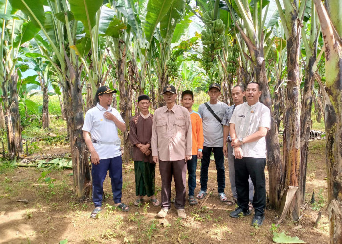 Bumdes Abdi Mandiri Bogor Raih Panen Perdana Pisang Barangan Jumbo Merah, Siap Dorong Ekonomi Desa   