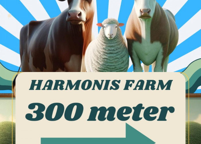 Harmonis Farm Menyediakan Hewan Qurban Dari Kambing, Domba dan Sapinya Sangat Berkualitas