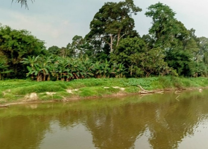 Yusuf Pekebun dan Nelayan Sungai Sekayam Sekaligus