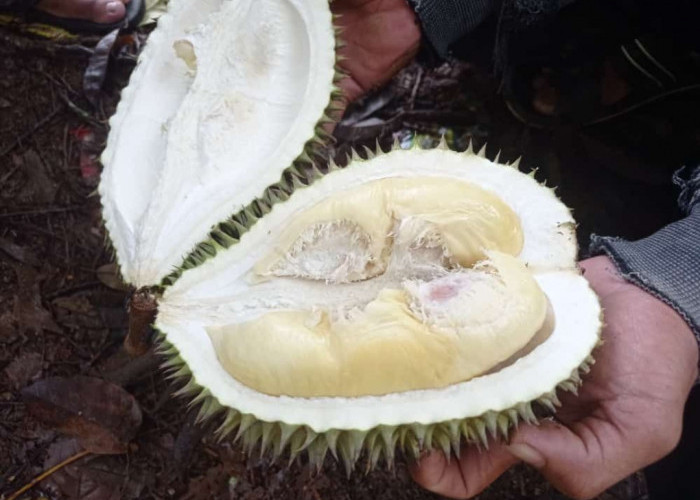 Wajib Tahu Durian Langka dari Kalimas, Rasanya Yang Manis dan Aroma Yang Menggoda