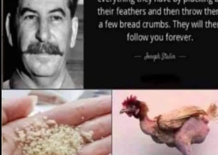 Stalin dan Ayam Bondol
