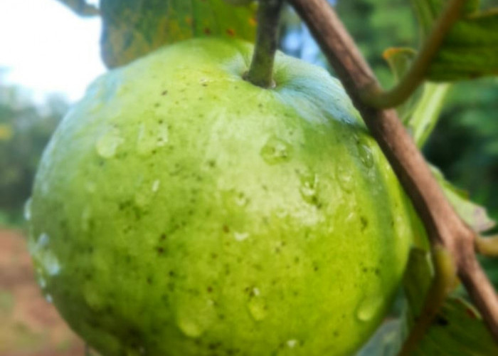 Cara Menanam Jambu Kristal di Kebun Agar Cepat Berbuah