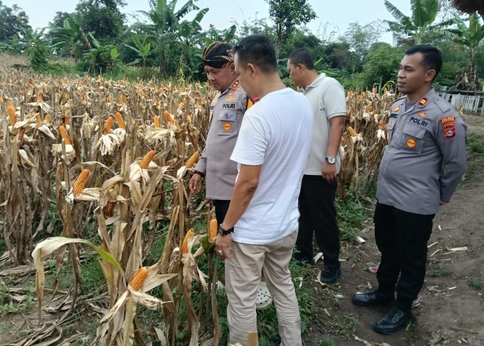 Dukung Program Ketahanan Pangan, Kapolres Serang Mengecek Lokasi Panen Raya Jagung
